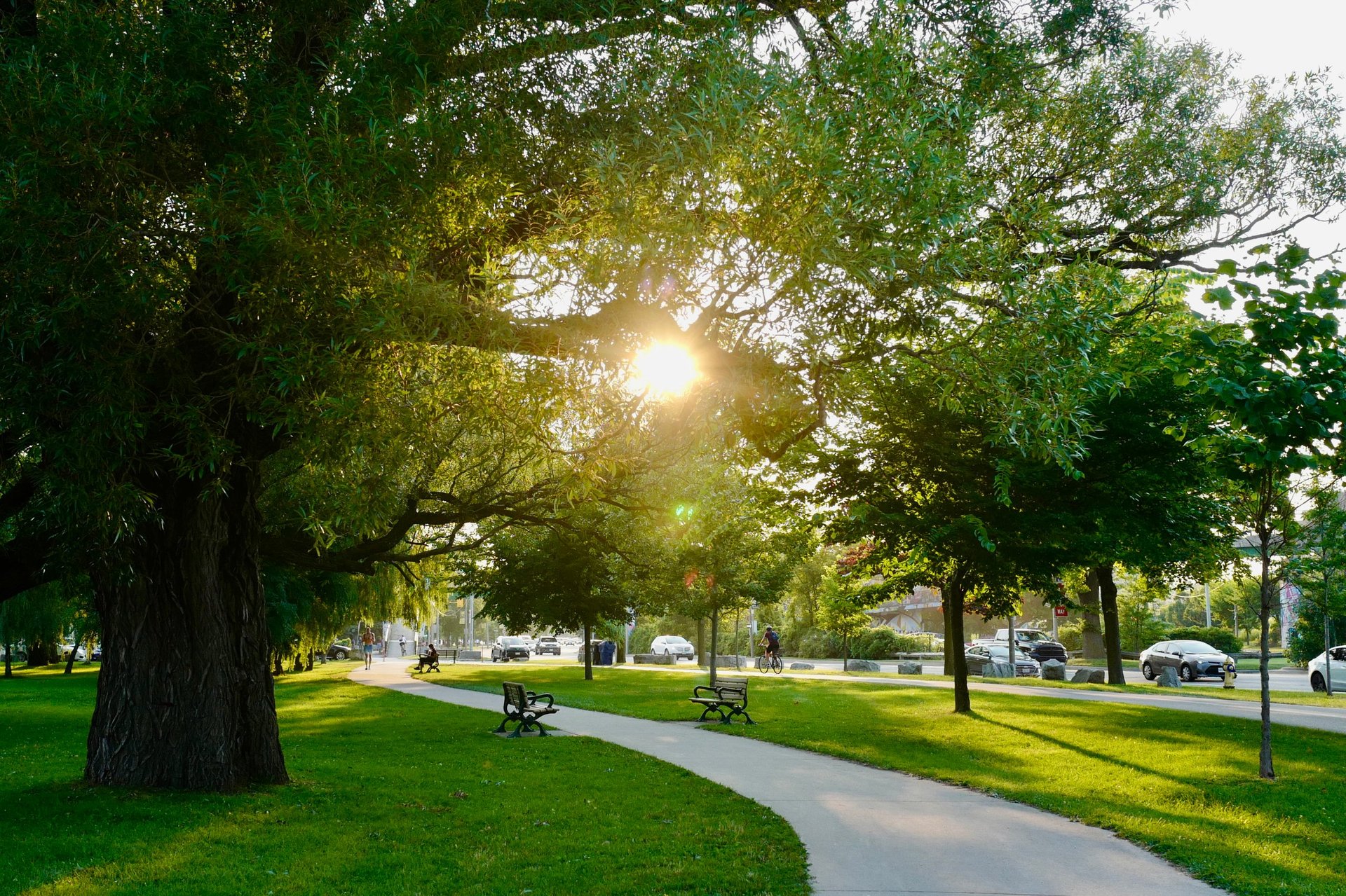 A vibrant summer scene in a city park with mature trees and green space